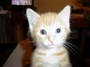 mon chat